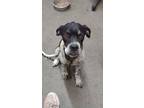 Adopt Lola a Boxer, Labrador Retriever