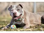 Adopt Lucy a Pit Bull Terrier, Mixed Breed