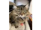 Adopt Mesa (Independent Tabby Senior) - $25 a Domestic Long Hair, Maine Coon