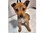 Adopt Rainy a Shiba Inu, Mixed Breed