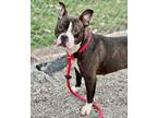 Adopt Lainey a Pit Bull Terrier, Mixed Breed