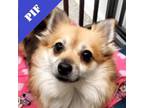 Adopt Tangerine a Pomeranian, Mixed Breed