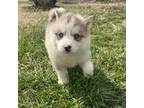 Siberian Husky Puppy for sale in Springfield, IL, USA