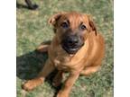 Adopt Koko a Coonhound, Mixed Breed