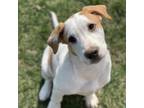 Adopt Kyra a Coonhound, Mixed Breed