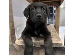 Adopt Kaci a Coonhound, Mixed Breed
