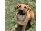 Adopt Kee-wee a Coonhound, Mixed Breed
