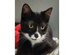 Adopt Elisaria a Tuxedo