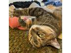 Adopt Sheba a Domestic Short Hair