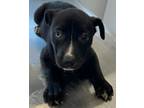 Adopt Desiree a Husky, Pit Bull Terrier