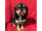 Cavalier King Charles Spaniel Puppy for sale in Washington Court House, OH, USA