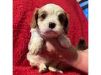 Cavalier King Charles Spaniel Puppy for sale in Washington Court House, OH, USA