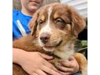 Australian Shepherd Puppy for sale in South Hill, VA, USA