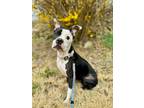 Adopt Dee Dee a Pit Bull Terrier