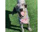 Adopt Ebony a Standard Poodle