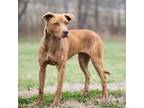 Adopt Brandy a Pit Bull Terrier, Labrador Retriever