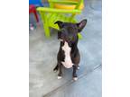 Adopt BRYNN a Labrador Retriever, Pit Bull Terrier