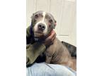 Adopt Katie a Staffordshire Bull Terrier