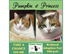 Adopt Princess & Pumpkin a Domestic Short Hair, Calico