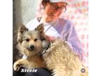 Adopt Stevie a Keeshond, American Eskimo Dog