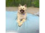 Adopt Christine a Keeshond, American Eskimo Dog
