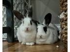 Adopt Princess Margaret a Lop Eared