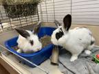 Adopt Princess Margaret a Lop Eared