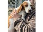 Adopt Jane a Beagle