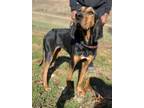 Adopt Cleo a Black and Tan Coonhound