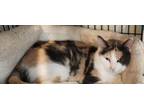 Adopt Mona a Dilute Calico, Domestic Short Hair