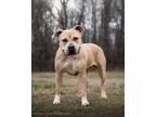 Adopt BONITA a Mastiff, Mixed Breed