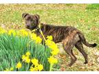 Adopt BAILEY a Plott Hound, Mixed Breed