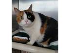 Adopt Mazikeen a Domestic Short Hair