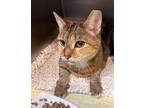 Adopt Reagan a Domestic Short Hair