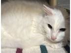 Adopt Chloe a Domestic Medium Hair