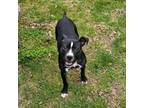 Adopt Lizzie Andrew a Pit Bull Terrier