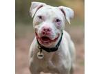 Adopt Snow a Pit Bull Terrier, Boxer