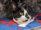 Adopt Layla a Domestic Short Hair