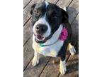 Adopt Miss Charlie a Hound, Pit Bull Terrier