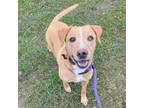 Adopt Gilly a Yellow Labrador Retriever