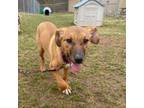 Adopt Raya a Mixed Breed