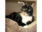 Adopt Diva 240183 a Domestic Short Hair