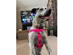 Adopt DANICA a Australian Cattle Dog / Blue Heeler, Mixed Breed