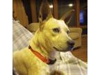 Adopt Freya a Cattle Dog