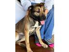 Adopt Sammie a German Shepherd Dog, Labrador Retriever