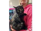 Adopt Hi Jinx a Tortoiseshell