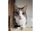 Adopt Dory a Domestic Short Hair