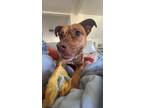 Adopt Primrose a Pit Bull Terrier