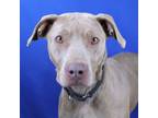 Adopt Jezebel- 030403S a Pit Bull Terrier