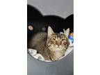 Adopt Jade a Domestic Short Hair